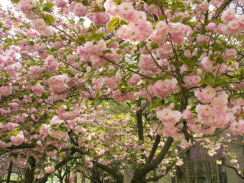 Spring at Woodlake Towers